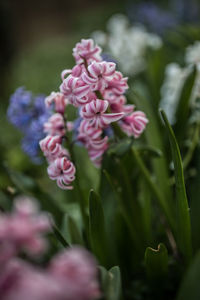 Close-up of pink flowering plant