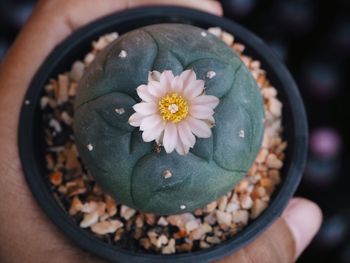 High angle view of hand holding flowering plant