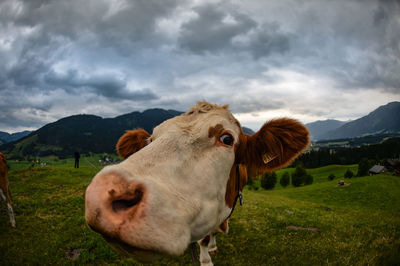Cow in a fish-eye lens