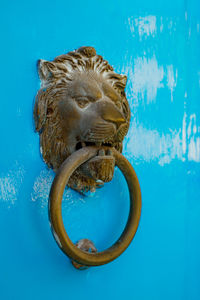 Close-up of a cat swimming in pool