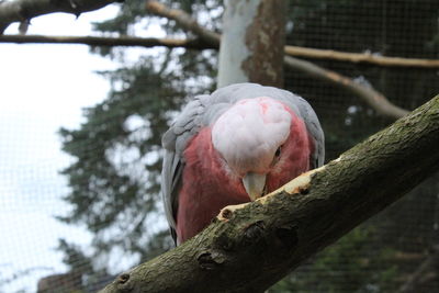 Close-up of parrot perching on branch