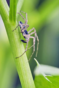 Close-up of insect on leaf