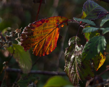 Close-up of autumnal leaves against blurred background