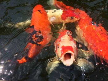 High angle view of koi carps swimming in water