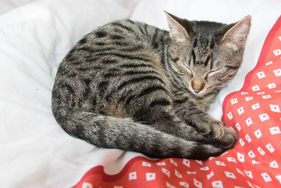 Close-up of cat sleeping on bed at home