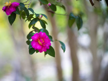 Close-up of pink flowering plant