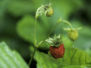 Close-up of berries on plant