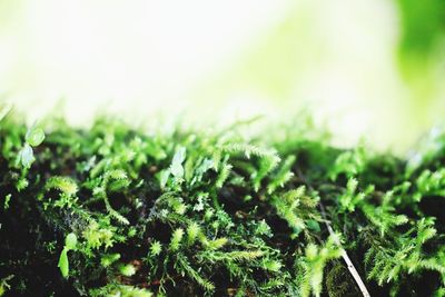 Close-up of fresh green grass in field