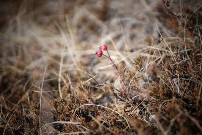 High angle view of red flowering plant on field