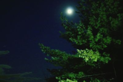 Low angle view of trees against dark sky