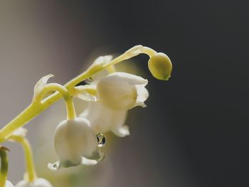 Close-up of white lily of the valley flowers and dew drop