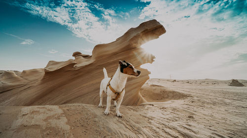 View of dog on beach