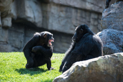 Monkeys sitting in zoo