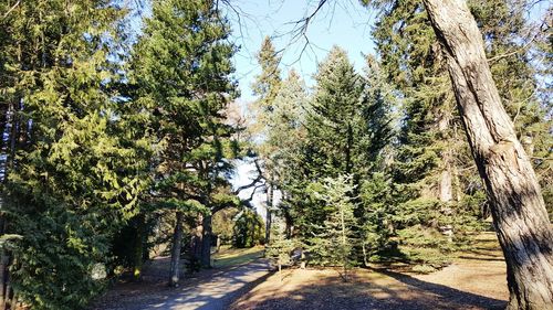 Footpath amidst trees