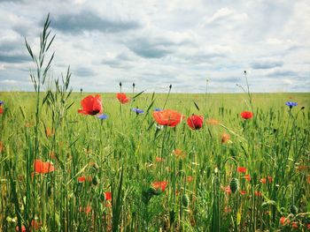 Close-up of red flowers in field