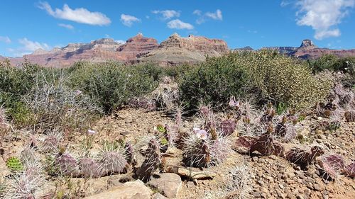 Plants growing on rocks against sky