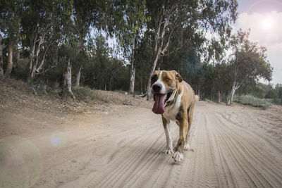 Dog walking on dirt road