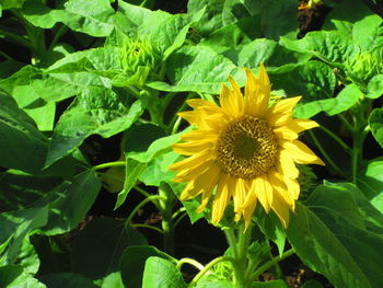 Close-up of yellow flower blooming outdoors