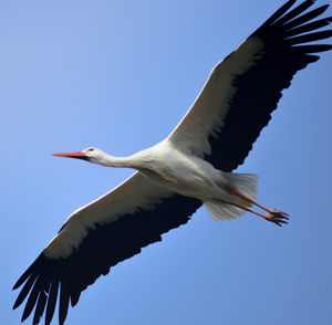 Low angle view of birds flying against blue sky