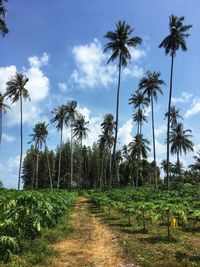 Papaya and coconut groves behind the pine forest