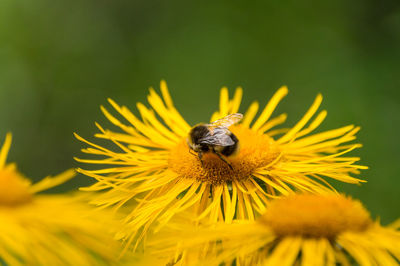 Close-up of bee pollinating yellow flower