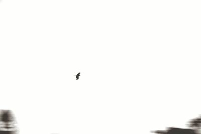 Silhouette of trees against clear sky