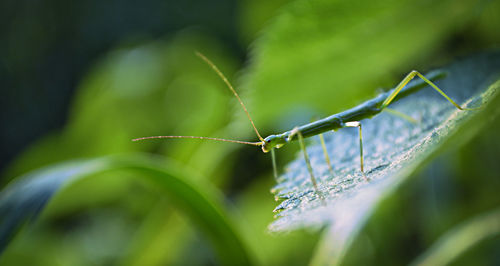 Close-up of insect on plant