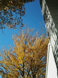 Low angle view of trees against blue sky