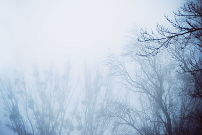 Close-up of bare trees in winter