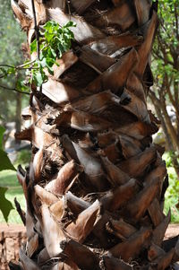 Close-up of tree trunk