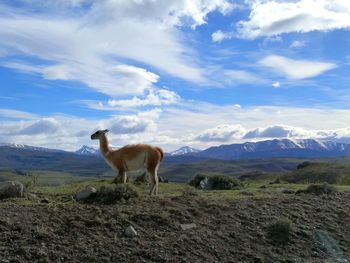 Sheep standing in a field