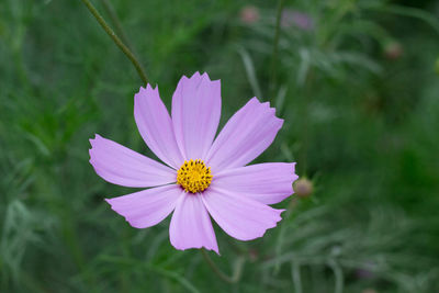 Close-up of pink cosmos flower