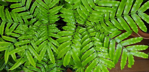 Full frame shot of fern leaves