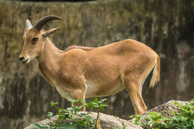 Side view of horse on rock