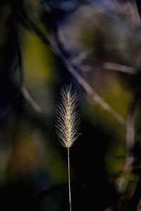 Close-up of plant 