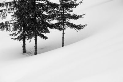 Trees on snow covered land against sky