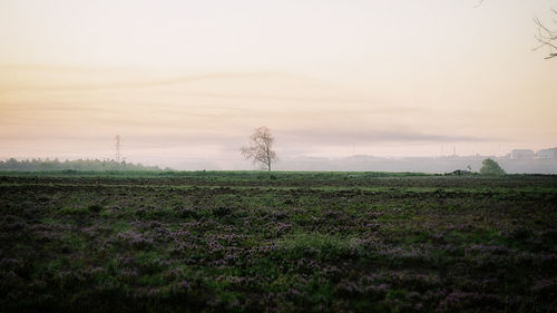 Scenic view of grassy field against sky