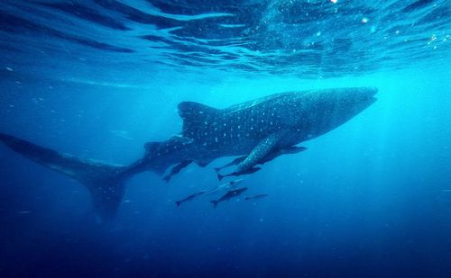 Whale shark at indonesia