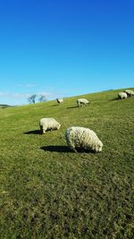 Sheep grazing on hill side