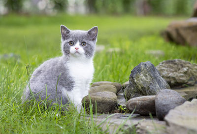 Portrait of cat on rock