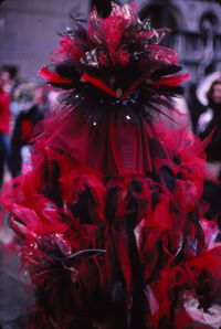 Close-up of red flowers