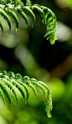 Close-up of fern leaves