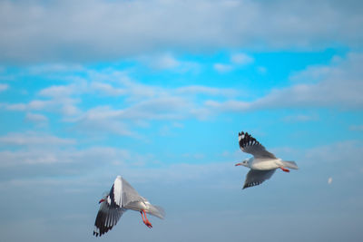 Low angle view of seagulls flying