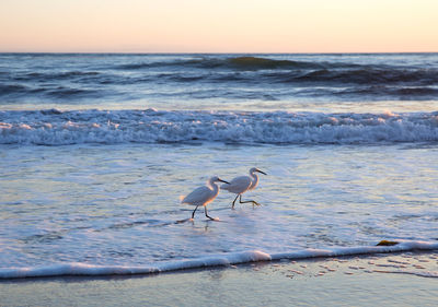 Seagulls on beach