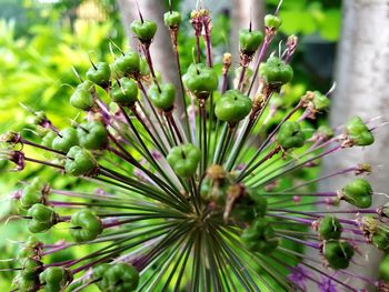 Close-up of succulent plant