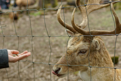 Close-up of deer on fence at zoo