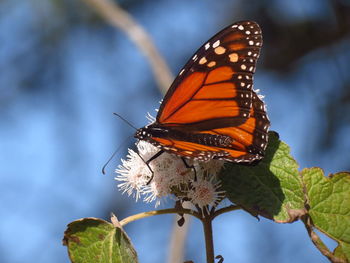 Close-up of butterfly pollinating on flower