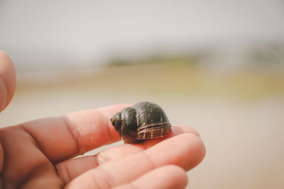Close-up of hand holding shell