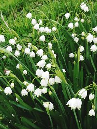 Close-up of white flowers blooming in field