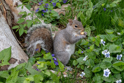 Close-up of squirrel on plants